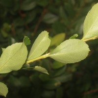 Rhaphiolepis indica (L.) Lindl.